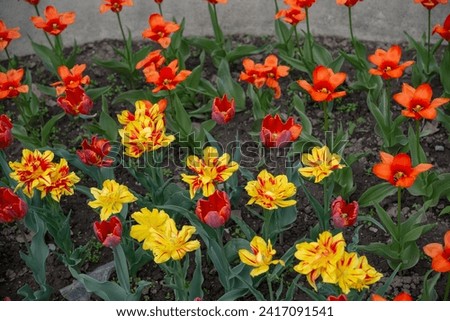 flower bed with simple and fancy tulips in yellow orange and red