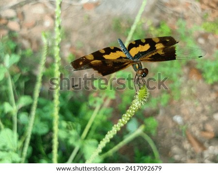 Tiger striped dragonfly Stock Photos and Images