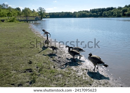 Canadian Geese resting on the shoreline