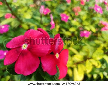 The tapak dara  flower with the scientific name Catharanthus roseus has a beautiful red color with a blurry green background originating from Madagascar