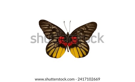 Beautiful colorful butterflies on a white background.