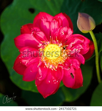The lotus blooms in the morning in the swamp. Beautiful water plants floating in the water like Lotus in soft natural light. Lotus flowers in the evening.Close-up of water lily blooming outdoors. 