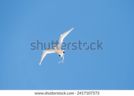 white tailed tropic bird - Phaethon lepturus dorotheae - flying in blue sky at island Fernando de Noronha in Brazil Royalty-Free Stock Photo #2417107573
