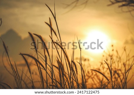 Close up silhouette tropical grass flower or setaceum pennisetum fountain grass on sunset background. Royalty-Free Stock Photo #2417122475