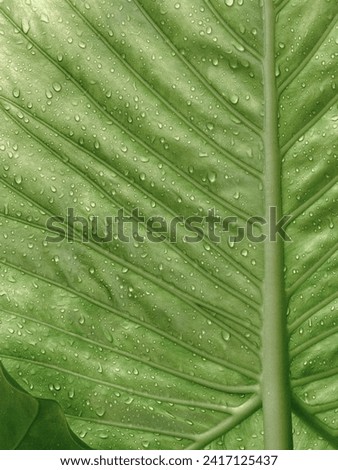 Summer rain showers and close up of an elephant ear leaf