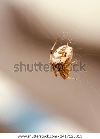 A spider waits for its prey to be caught in its web