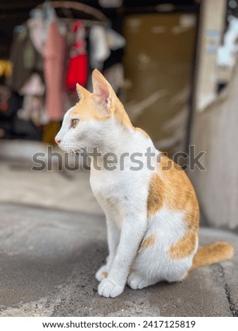 A Potrait Domestic orange cat sitting on backyard
