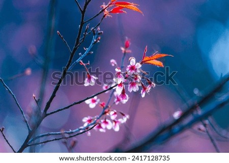 Close-up of Sakura (Cheery Blossom) flowers that blooming on their tree in a clearly blue sky spring day, with blurred background. Flowers and Leaves against nature blurred background Royalty-Free Stock Photo #2417128735