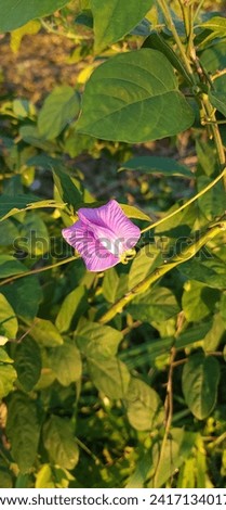 Gorontalo January, 25th 2024 : Centrosema virginianum is a species of butterfly pea plant from the Fabaceae family. This plant is widespread in Uruguay, West Indies, southeastern America, and even Afr