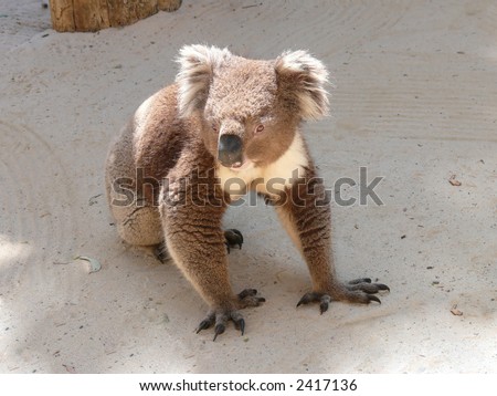 koala standing on the ground