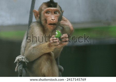 a little monkey enjoying a snack