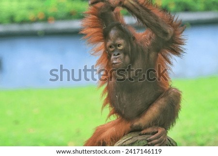 a little orangutan resting on a rock
