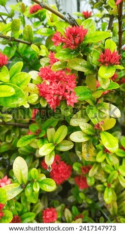 Ashoka plant is considered a sacred plant for Hindus.  Ashoka flowers also emit a very fragrant smell.  Ashoka flowers come in various colors, including red, orange or yellow and blooms in the rainy  Royalty-Free Stock Photo #2417147973