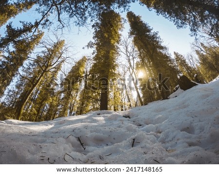 This is an image of the Kedarkantha trek in winter. A few coniferous trees are visible in the background.