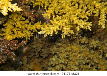 Detail of tropical coral reef, underwater photography from scuba diving. Marine life - coral reef in the ocean. Close up picture, aquatic wildlife.