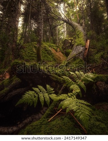 Landscape photo in the middle of a forest with fallen and moss-covered trees.