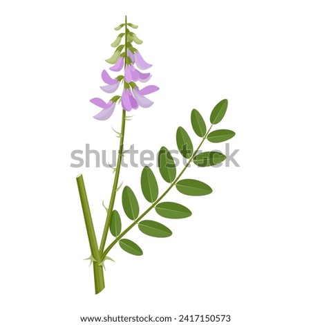 Vector illustration, Galega officinalis, commonly known as Galega or Goat's Rue, isolated on white background. Royalty-Free Stock Photo #2417150573
