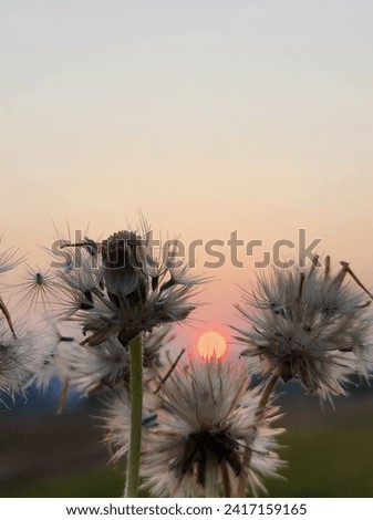 DANDELION WITH BEAUTIFUL SUNSET AS A BACKGROUND