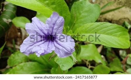 Ruellia tuberosa or mexican petunia flowers. Purple wildflowers in bloom.