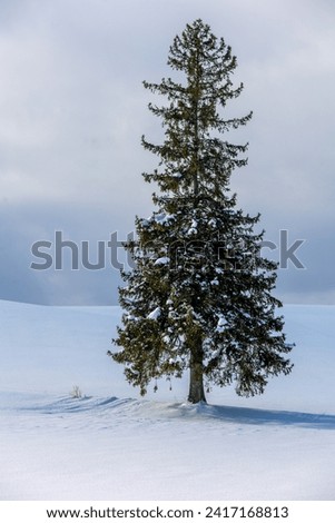Christmas tree in snow field