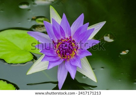 Lotus flower in the garden, Lotus flower background.