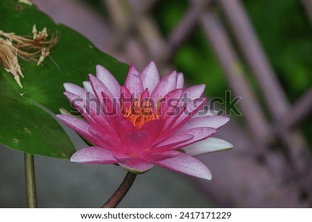 Lotus flower in the garden, Lotus flower background.