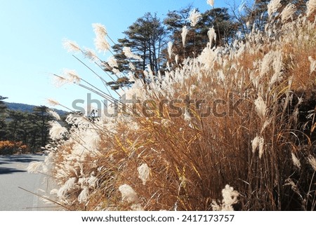 Miscanthus grass growing on the side of the road