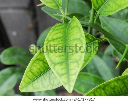 Macro photo of beautiful green leave at the garden in the morning during summer time. Background, wallpaper and backdrop.  Royalty-Free Stock Photo #2417177817