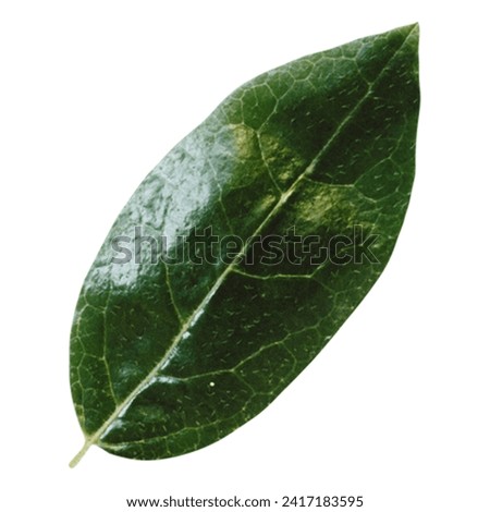  Chaplo leave,Green leaves isolated on white background with clipping path.