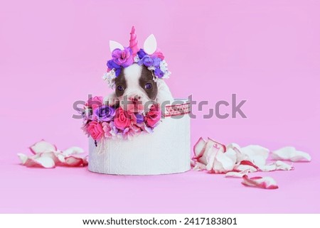 Cute blue pied French Bulldog dog puppy with unicorn headband with horn peeking out of box with flowers on pink background