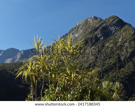 Ti ngahere, or cabbage tree (Cordyline banksii) grows at the lookout of Milford Sound. Royalty-Free Stock Photo #2417188345