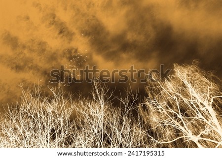Birds scene, flying birds on sky with clouds and trees with bare branches, autumn motif, winter time, cold weather, white and orange color, inverted photo
