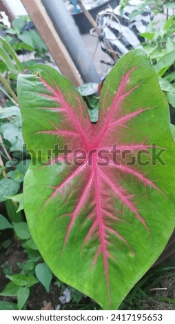 Abstract. Not focus. Blurred background photo of red and green caladium ornamental plants.