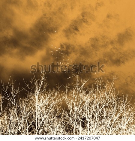 Birds scenery, flying birds on sky with clouds and trees with bare branches, autumn motif, winter time, cold weather, white and orange color, inverted photography