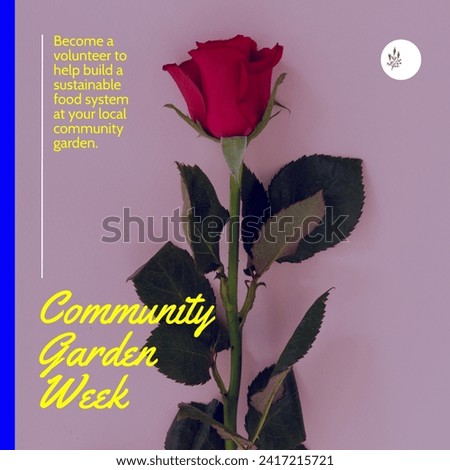 Composition of community garden week text over red rose. Community garden week, gardening and leisure time concept digitally generated image.