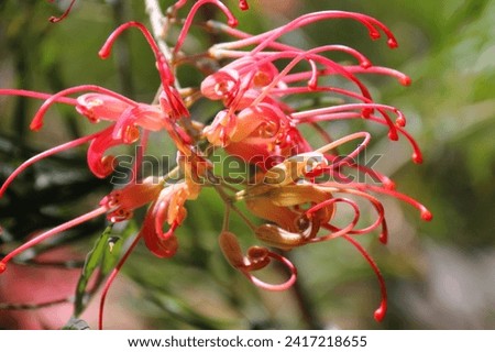 Close up picture of a red flowering spider plant