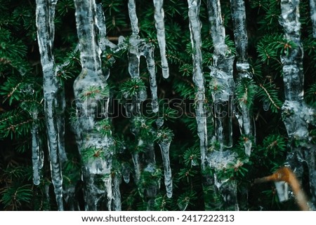 Icicles on pine needles.Frozen streaks of water on spruce branches. Icicles close-up in frosty weather.Frosty weather.Many icicles on a coniferous tree Royalty-Free Stock Photo #2417222313
