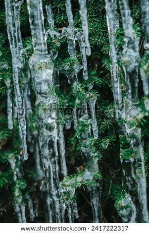 Frosty weather. icicle on a coniferous tree.Thaw and frost.Icicles close-up in frosty weather.Many icicles on a coniferous tree Royalty-Free Stock Photo #2417222317