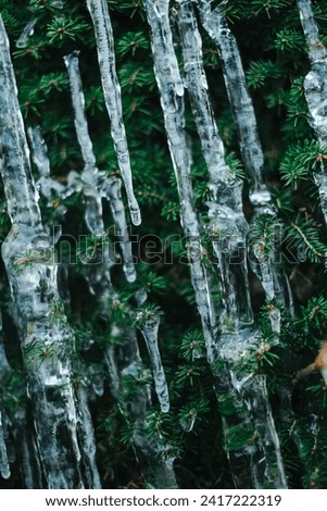 Icicles on pine needles.Frozen streaks of water on spruce branches. Icicles close-up in frosty weather.Frosty weather.Many icicles on a coniferous tree Royalty-Free Stock Photo #2417222319