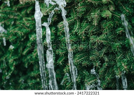 Frosty weather. icicle on a coniferous tree.Thaw and frost.Icicles close-up in frosty weather. Royalty-Free Stock Photo #2417222321
