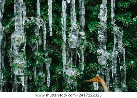 Icicles on pine needles.Thaw and frost.Frozen streaks of water on spruce branches. Icicles close-up in frosty weather.Frosty weather.Many icicles on a coniferous tree Royalty-Free Stock Photo #2417222323