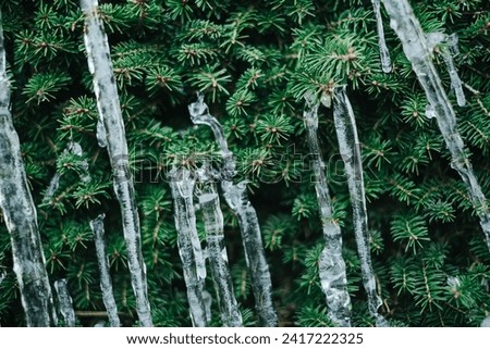 Icicles and frost.Frozen streaks of water on spruce branches. Icicles close-up in frosty weather.Frosty weather.Many icicles on a coniferous tree Royalty-Free Stock Photo #2417222325