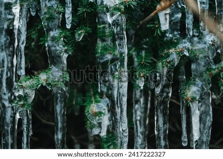 Snow and icicle on a coniferous tree. Thaw and frost.Frozen streaks of water on spruce branches. Icicles close-up in frosty weather.Frosty weather.Many icicles on a coniferous tree Royalty-Free Stock Photo #2417222327
