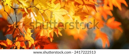 Beautiful maple leaves in autumn sunny day in foreground and blurry background in Kyushu, Japan. No people, close up, copy space, macro shot. Royalty-Free Stock Photo #2417222513