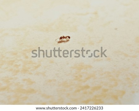 small red ant was looking for food on the floor