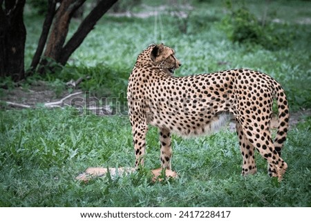 Young female cheetah with the baby impala kill in Okavango Delta, Botswana