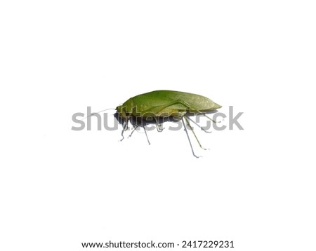 An insect called Mecopoda nipponensis, lying on an isolated white background