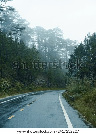 Serene Foggy Road through Enchanted Forest: A Tranquil Journey into Nature's Embrace