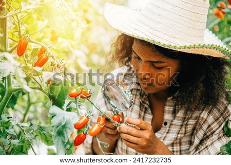 Botanist a black woman inspector uses a magnifying glass to examine tomato quality for herbology research checking for lice. Expertise and learning in plant science and farming. Royalty-Free Stock Photo #2417232735