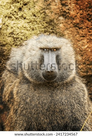 baboon shot on nairobi national park